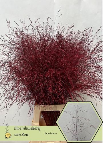 Siergras kleurbehandeld H%