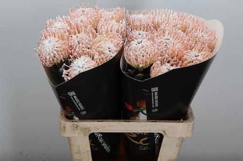 Leucospermum overig
