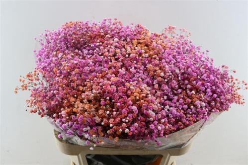 Gypsophila overig kleurbehandeld H%