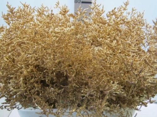 Limonium overig kleurbehandeld H%