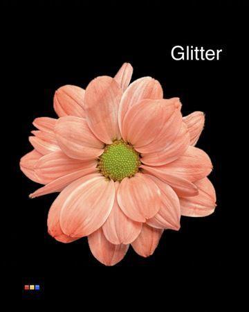 Chrysanthemum Indicum Grp tros kas kleurbehandeld H%