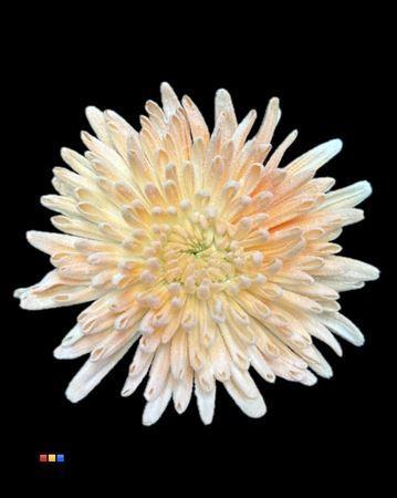 Chrysanthemum geplozen kas kleurbehandeld H%
