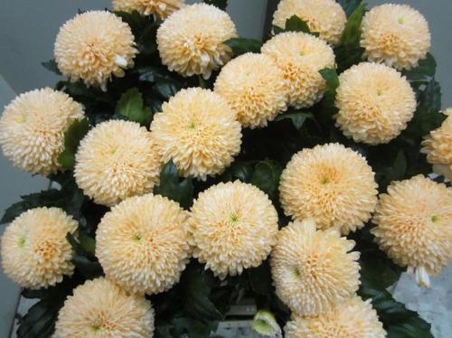 Chrysanthemum geplozen kas kleurbehandeld H%