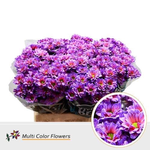 Chrysanthemum Indicum Grp tros kas kleurbehandeld H%