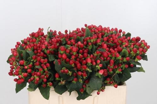 Hypericum inodorum Magical Triumph