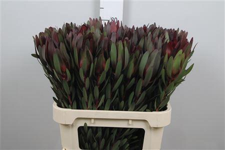 Leucadendron 'Safari Sunset'