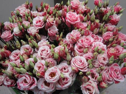 Eustoma russellianum gevuldbloemig kleurbehandeld H%