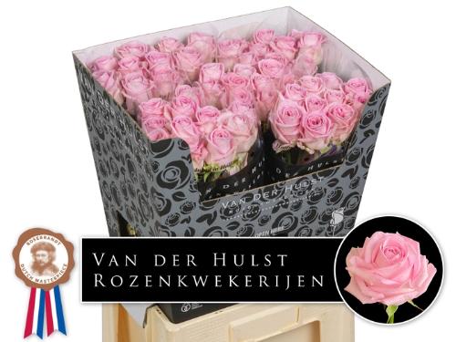 Rosa grootbloemig Zaina!