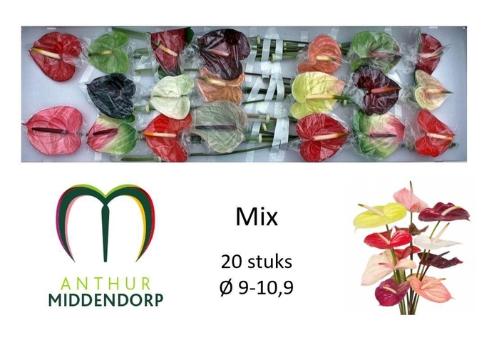 Anthurium Andreanum Grp gemengd