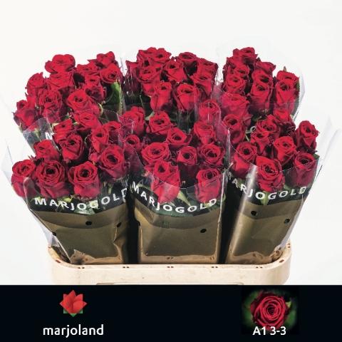 Rosa grootbloemig Red Naomi!