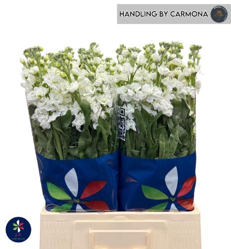 Matthiola incana 'Iron White'