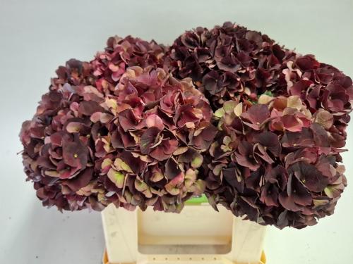 Hydrangea macrophylla Magical Dark Ruby (classic)