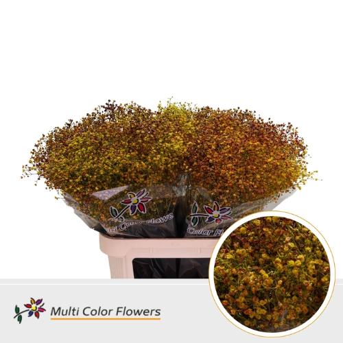 Gypsophila overig kleurbehandeld H%