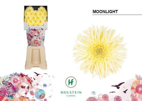 Gerbera mini 'Moonlight'