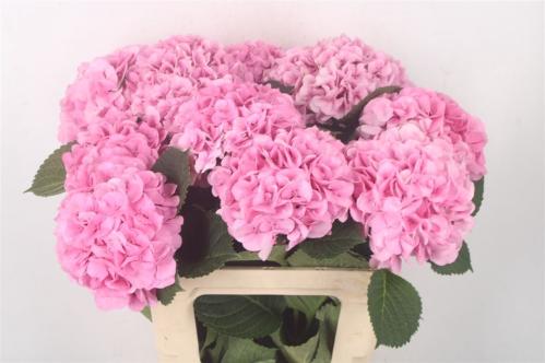 Hydrangea macrophylla My Beautiful Vienna