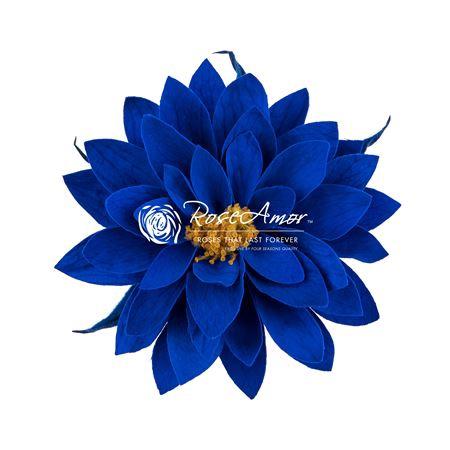 Rosa grootbloemig kleurbehandeld H%