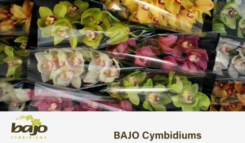 Cymbidium grootbloemig per tak gemengd