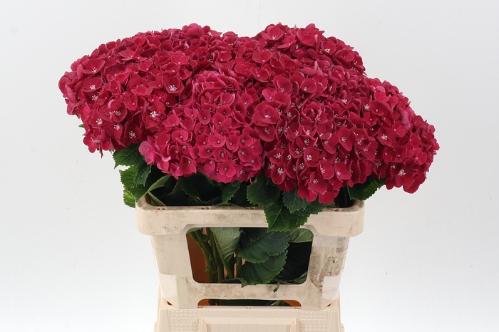 Hydrangea macrophylla My Crimson