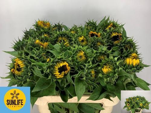 Helianthus annuus 'Sunrich Orange'