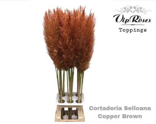 Cortaderia selloana kleurbehandeld H%