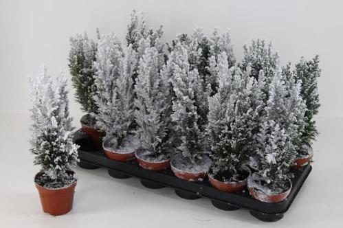 Chamaecyparis lawsoniana 'Ellwoodii'