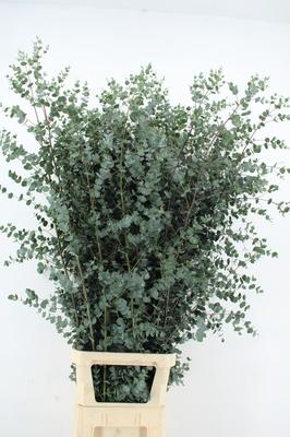Eucalyptus gunnii Azura