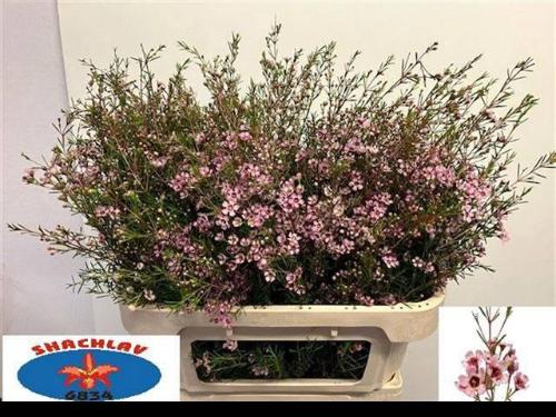 Chamelaucium uncinatum 'Early Nir'