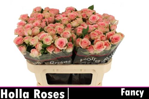 Rosa tros Fancy
