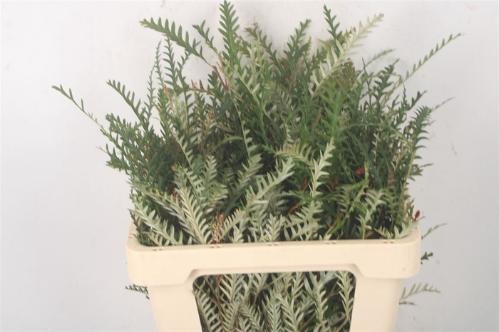 Grevillea 'Ivanhoe Bronze'