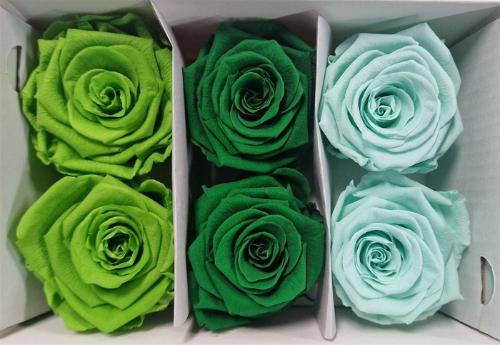 Rosa grootbloemig kleurbehandeld H%