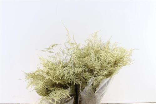 Asparagus overig kleurbehandeld H%