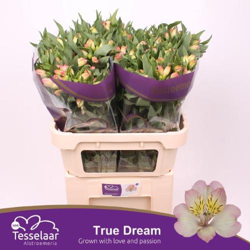 Alstroemeria True Dream