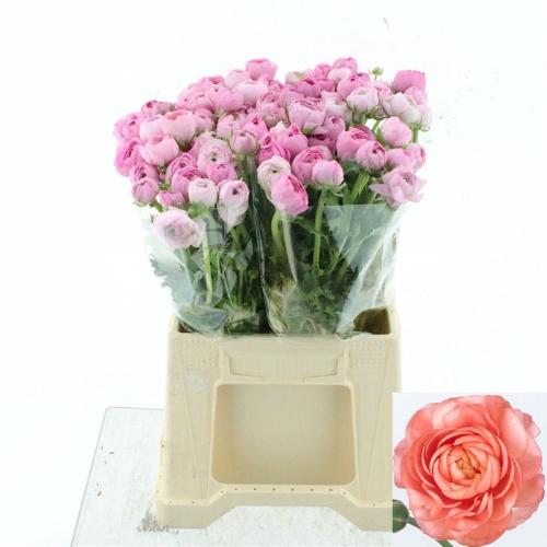Ranunculus asiaticus 'Elegance Pink'