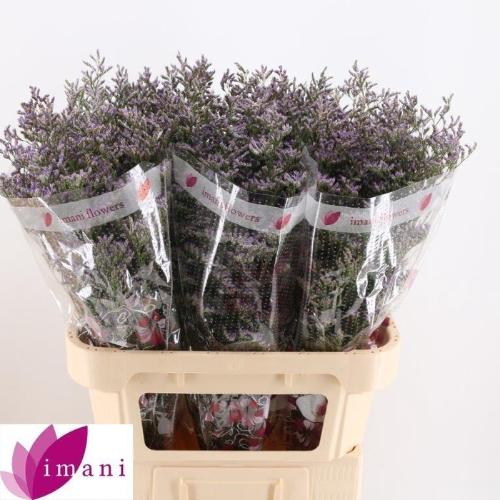 Limonium 'Skylight'