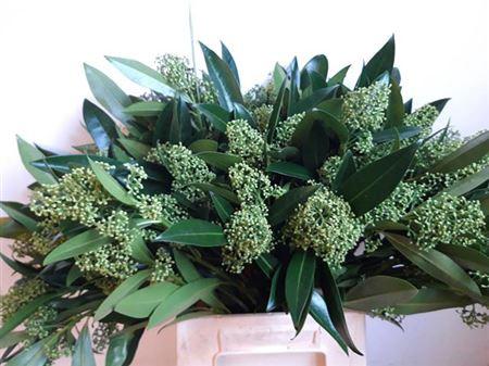 Skimmia per bos confusa 'Kew Green'