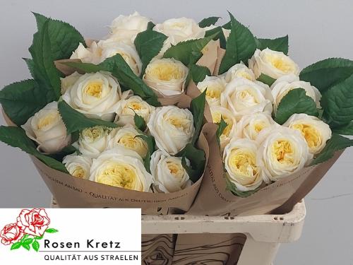 Rosa grootbloemig Pearl Drift