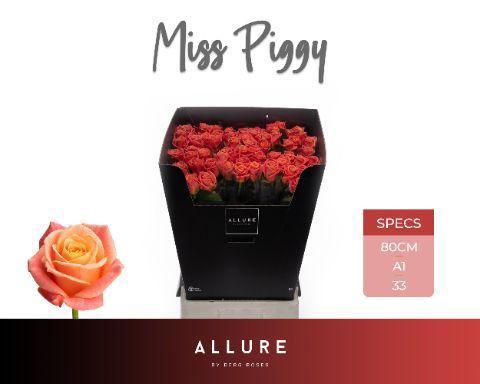 Rosa grootbloemig Miss Piggy+