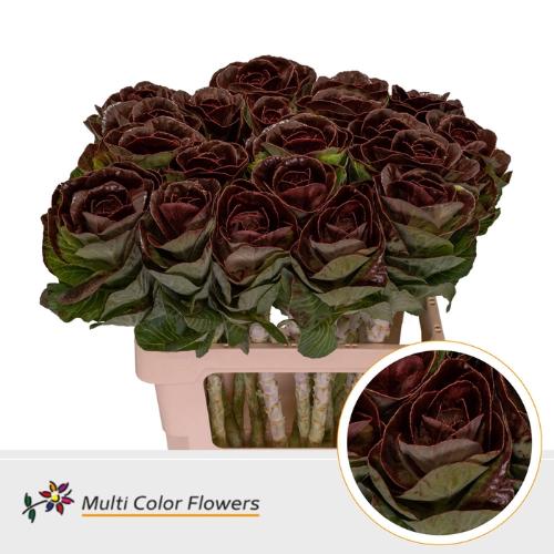 Brassica oleracea kleurbehandeld H%