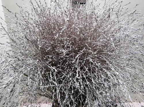 Siergras kleurbehandeld H%