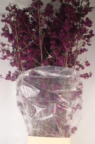 Callicarpa bodinieri Magical Amethea