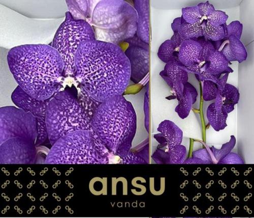Vanda Sumathi Violet Blue