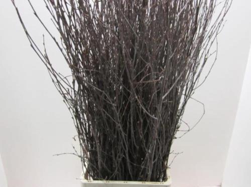 Betula