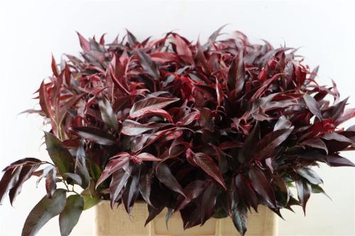 Leucothoe