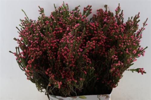 Erica per bos