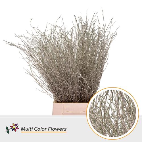 Betula kleurbehandeld H%