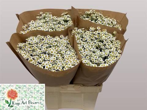 Tanacetum parthenium 'Single Vegmo'