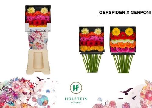 Gerbera mini Gerponi x Gerspider Mix gemengd