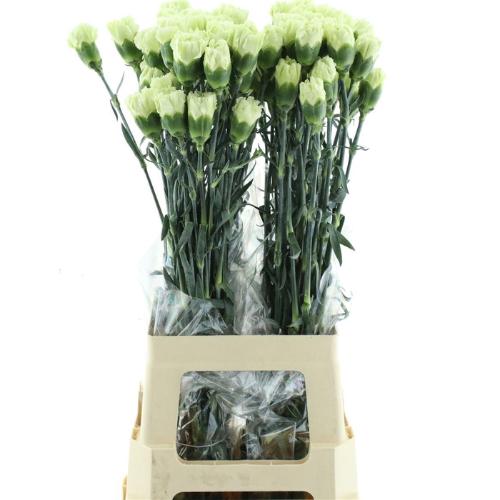 Dianthus standaard Green Shot