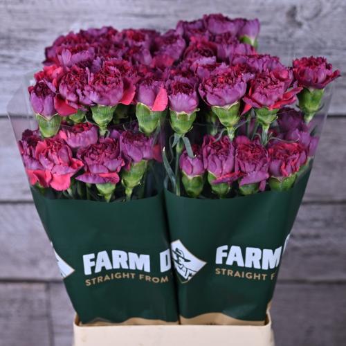 Dianthus standaard overig