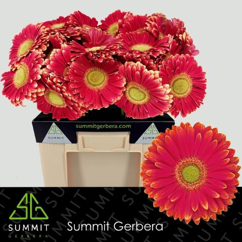 Gerbera grootbloemig Marylene